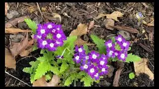 Mihemed Bilko - Dinale Saza Min