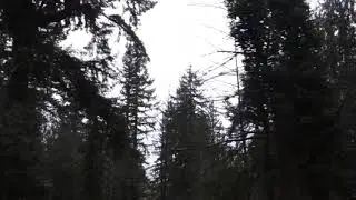 Special Agent Dale Cooper's Arrival in Twin Peaks