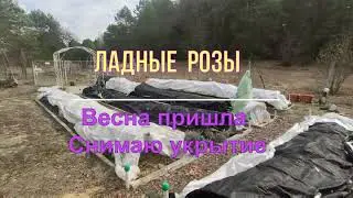 Весна пришла Снимаю укрытие с роз  Сезон 2024 открыт
