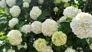 Декоративный кустарник)Калина Бульденеж.