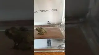 Frog Mayweather vs Connor McFly