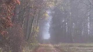 MAGIC FOREST  - Film zur Kunstausstellung
