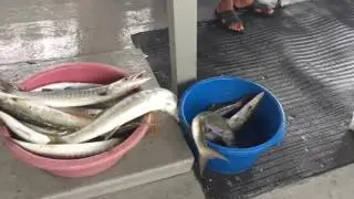 Морская рыбалка на крупную рыбу в Тайланде