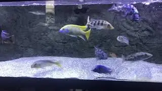 My Freshwater friends | African Cichlids | Hardy Fish | Easy Care