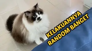 AKTIVITAS  GENG GEMBROT 15 MENIT NO CUT NO EDIT