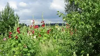 Сельские пейзажи - 2  и красивая релакс музыка.