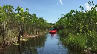 LA GUYANE EN FAMILLE #2 - Rencontre avec les loutres géantes (Marais de Yiyi).