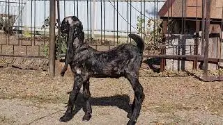Камори козы ,ватсап +7 905 4567 025