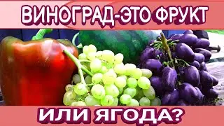 ВИНОГРАД - ЭТО ФРУКТ ИЛИ ЯГОДА?