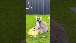 Почему мы не заходим к лемурам в секцию 🙀