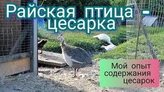 Цесарка - райская птица. Вы просили о цесарках.