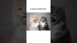 Kucing lucu imut gemesin banget, mau adopsi? 