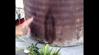 Apariciones de la virgen de guadalupe