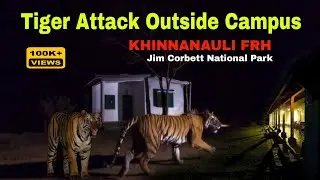 इस बाघ का दूसरा शिकार बना एक नेपाली मज़दूर | Corbett Park में इस जैसा कोई दूसरा बाघ नहीं हुआ #tiger