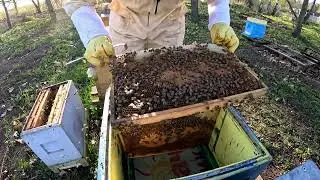 апрель  РАСШИРЕНИЕ и ПЕРЕСАДКА ПЧЕЛИНОГО ГНЕЗДА ВЕСНОЙ#пчеловодство #пасека #bee