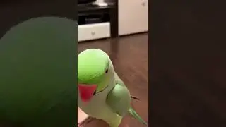 Richie the talking ringneck parakeet