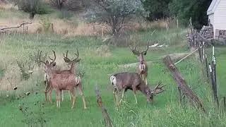 A few bucks behind the house in Alpine Utah