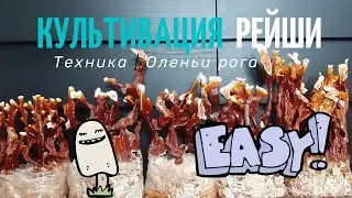 Выращивание грибов Рейши ! Техника - Оленьи рога