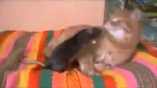 Приколы с животными  Смешные коты Неправильный кот
