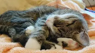 Sleeping cat, blowing wind, raining