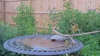 Baby Oriole Reacts to Touching Water 😮
