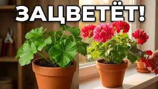 Why Your Geranium Isn't Blooming — 5 Mistakes Everyone Makes