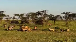 Буйвол против львов и гиен.