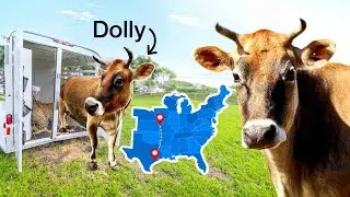 Nuestra vaca lechera va a la granja de cría