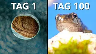 100 Tage Frösche züchten