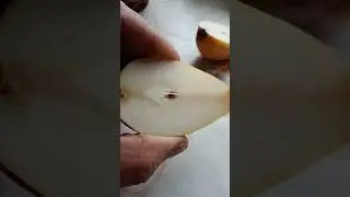 Зимовий сорт Графиня Паризька...