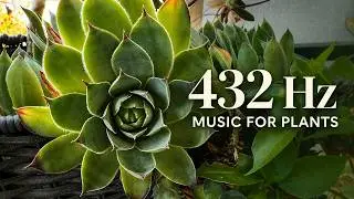 432 Hz Plant Growth Music for Succulents 🌱 Relaxing Music for Plants (9 Hours)