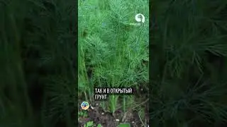 Секретный метод посадки укропа