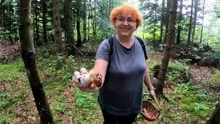 MUSHROOMS ARE COMING AND COMING!.. Mushroom pickers HAVE RETURNED TO THEIR PRODUCTIVE PLACES.