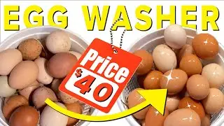 DIY Chicken Egg Washer for Under $40