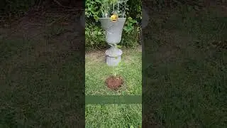 Sunflower Planting / Uodate