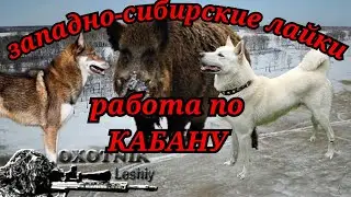 Уникальные кадры с дрона работы ЛАЕК по секачу
