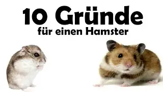 10 reasons to get a hamster (as a pet)