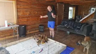how to effectively use your power drill on puppies