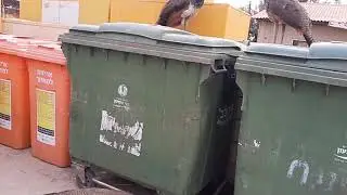 Peahens in the garbage