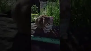 кошка южный урал #котики #урал #питомцы