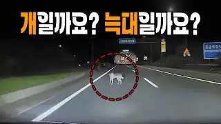 22938회. 이럴 땐 어떻게 해야할까요? 고속도로 한복판에 갑자기 개인지 늑대인지 튀어나와서 제 차 앞에 멈췄습니다.