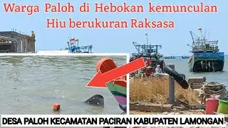 Hiu Raksasa Muncul disiang Hari di Desa Paloh Kecamatan Paciran Kabupaten Lamongan #Berita01