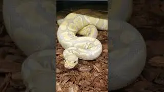 #ballpython #reptilelife #snake #animal #python #reptiles #smile #spring #lifesshortstuntit #yolo