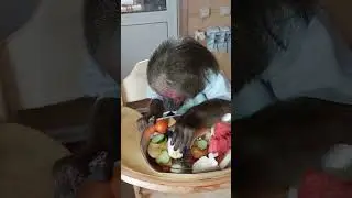 просто "доброе утро"(фрагменты жизни в обезьяньем доме👋🐒)#monkey#обезьяна #макака#животные#mukbang