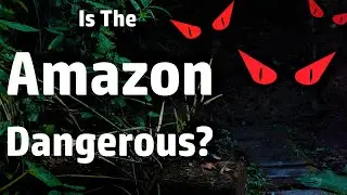 The Most Dangerous Things in the Rainforest