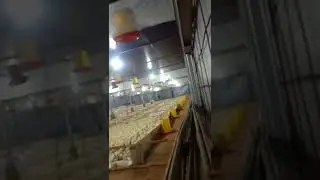 Buat ayam anda nyaman hasil menentukan, cuplika ...