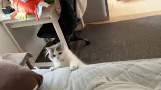 Gatito casi no llega