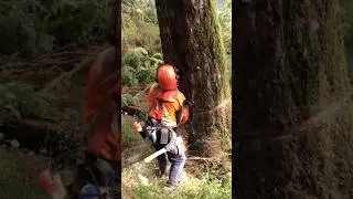 Either you run the day, or the day runs you #tree #chainsaw #shortsfeed #wood #stihl #shorts #short