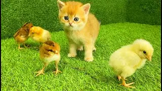 Kitten walk with a tiny chickens