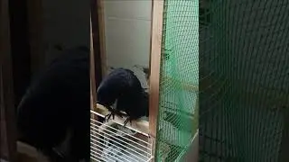Говорящий Грач Кирилл 